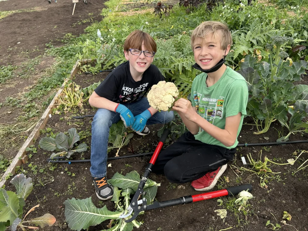 Two smiling boys in a vegetable garden sit on the soil, holding a freshly harvested cauliflower. One wears blue gloves and glasses, and the other has a mask under his chin. Gardening shears are on the ground in front of them.